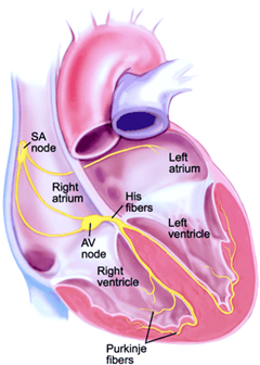 Normal conduction system