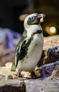 African-Penguin-474x731-1